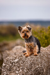 cute yorkshire terrier is sitting on a rock