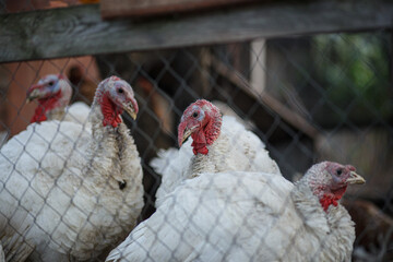 chicken in the farm