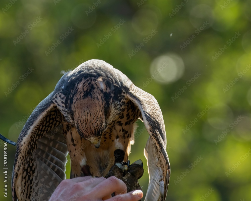 Canvas Prints Tethered Lanner Falcon hybrid perched on falconry glove against natural bokeh