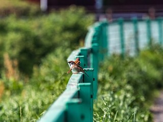 Eurasian tree sparrow, passer montanus, perched on a fence year Yokohama, Japan