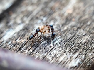 Ants carrying food in a park near Yokohama, Japan