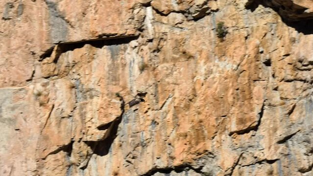 massive bearded vulture (ossifrage, lammergeier, gypaetus barbatus) gliding effortlessly along vertical mountain outcrop 