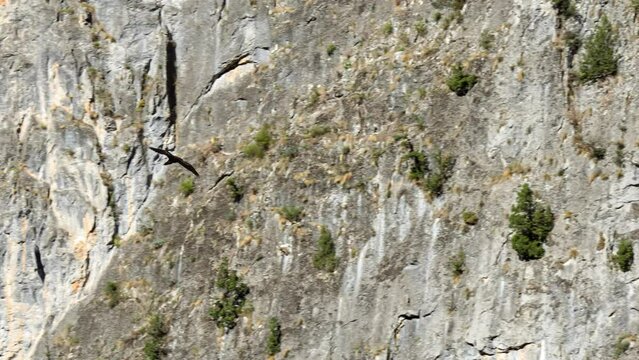 massive bearded vulture (ossifrage, lammergeier, gypaetus barbatus) gliding effortlessly along vertical mountain outcrop