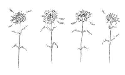 Black and white sketch of chamomile or daisy flowers set - hand drawn blossom isolated on white background