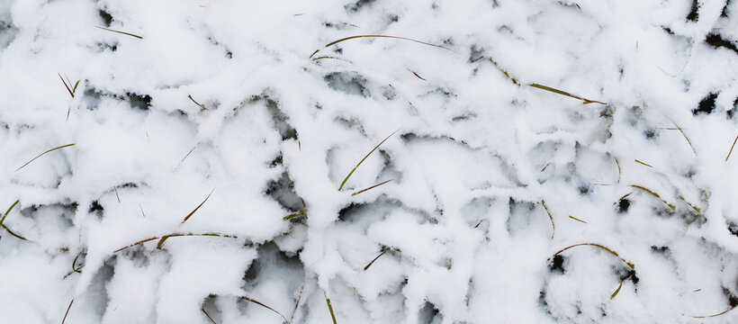 Plants covered with snow