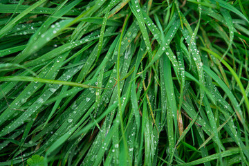 grass with dew