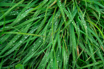 Fototapeta premium grass with dew drops