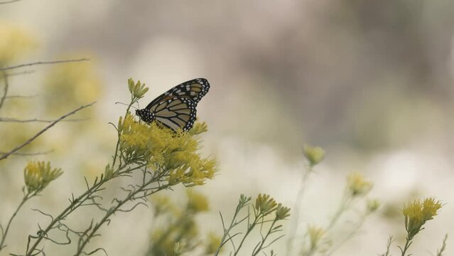 A monarch butterfly spends several seconds feeding from each individual flower in a cluster of rabbitbrush flowers in soft open shade. Audio included