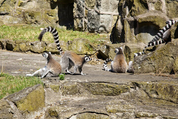 Ring Tailed Lemur, the flock sits on the stones