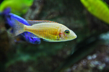 Albus Lethrinops, beautiful fish in the aquarium