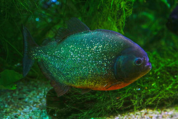 Piranha one of the most dangerous fish in the world