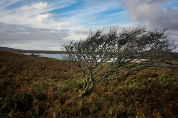 Obraz premium A robin in a lone hawthorn tree on the coast at Bellacragher Bay, between Ballycroy and Mulranny. Could it be a fairy tree?