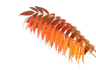Rhus typhina tree branches with autumn leaves isolated on white background.