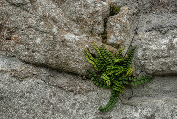 Maidenhair spleenwort growing on a stone wall in Ireland.