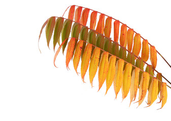 Rhus typhina tree branches with autumn leaves isolated on white background.