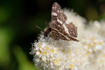 Limenitis populi, Poplar admiral is a large day butterfly, close up
