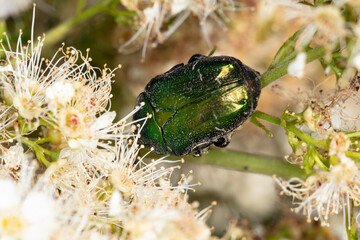 Cetonia aurata, beetle in green and gold colors