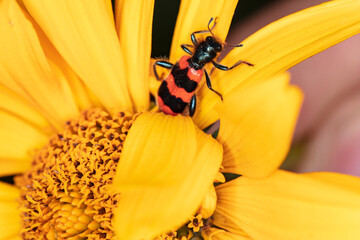 Trichodes apiarius a rare type of beetle pollinates flowers