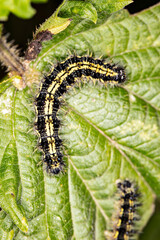 black and yellow caterpillar sits on a green leaf, close up