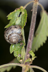 black-shelled snail sits on a nettle leaf