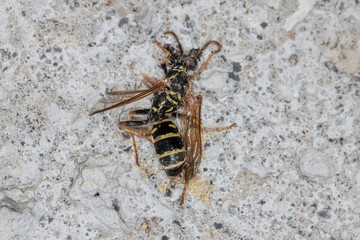 dead wasp lies on the stones