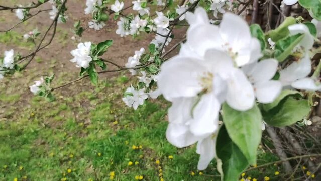 Apple Orchard in Full Bloom. Blooming apple tree in spring time.