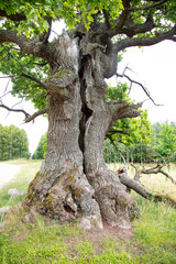 Fototapeta na wymiar Oak DUNIN, winner of EUROPEAN TREE OF THE YEAR 2021, Oak monument in the Bialowieza National Park, Poland, Podlaskie Voivodeship, Przybudki village, close up