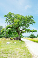 Oak DUNIN, winner of EUROPEAN TREE OF THE YEAR 2021, Oak monument in the Bialowieza National Park, Poland, Podlaskie Voivodeship, Przybudki village