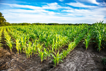 view of a field sown with corn