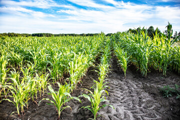 Fototapeta na wymiar beautiful and lush corn grows in the field