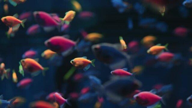 Tropical colored glofish - Gymnocorymbus ternetzi fish swimming in aquarium. View of fluorescent genetically engineered underwater pisces inhabitants. Sea bottom. Colorful nature calming background.