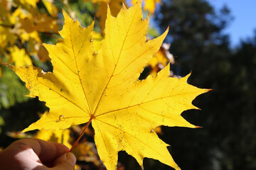 Naklejka na ściany i meble Autumn yellow maple leaf in the hand