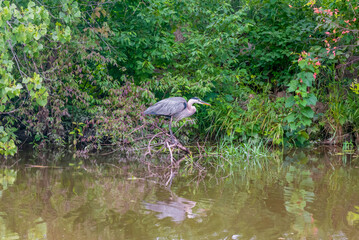 Juvenile Great Blue Heron Fishing On The River