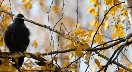 Autumn landscape. A bird on a tree branch among the yellow leaves of a tree. The Western jackdaw is sitting on a birch tree.