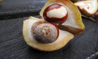 Chestnuts in shell with spikes in close-up