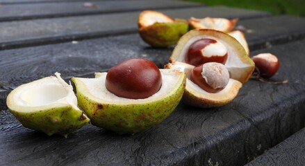 Chestnuts in shell with spikes