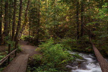 Little ZigZag Falls hiking trail and flowing creek water in beautiful lush Mt. Hood National Forest, Oregon