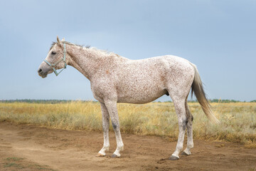 Portrait of flea biten gray Arabian thoroughbred horse