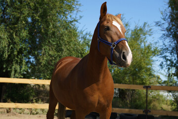 Obraz premium Portrait of a chestnut heavy gelding in a blue halter against the background of trees