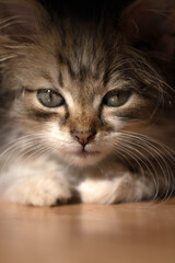 Portrait of a young kitten. Our beloved pets.