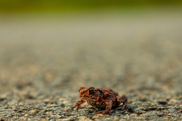 Close-up at Cute Little Frog Sitting on Ground