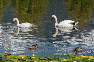Two pairs (Swans & ducks) . Zwei Paare (Schwäne & Enten)