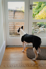 Boston Terrier dog standing looking out of a patio door waiting to go outside or for someone to come home.