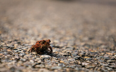 Closeup at Cute Little Frog Sitting on Ground