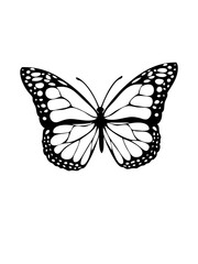 butterfly illustration