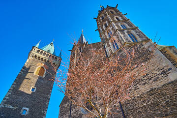 The blooming tree in front of St Bartholomew Parish Church, Kolin, Czech Republic