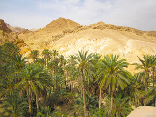 Fototapeta na wymiar photo of green oasis in the sahara desert in tunisia