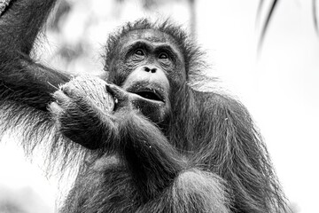 Orang-utan in the jungle of Borneo © PIC by Femke