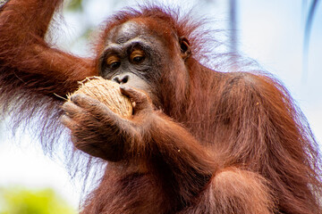 Orang-utan in the jungle of Borneo