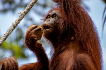 Naklejka premium Orang-utan in the jungle of Borneo